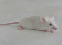 糖尿病动物模子(Animal model of diabetes melitus)