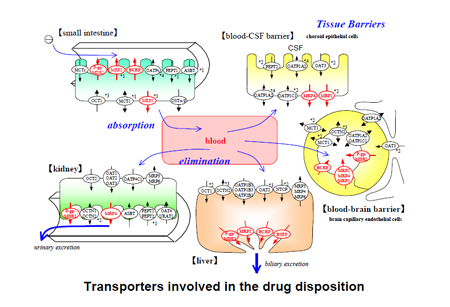药物转运体在药物吸收、漫衍、代谢、渗透中的作用