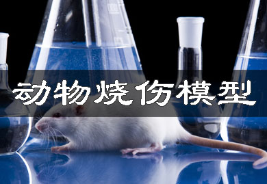 动物烧伤模子