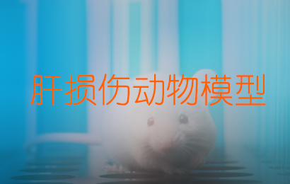 肝损伤动物模子/四氯化碳肝损伤模子