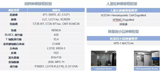 新宝GG药效学动物模子