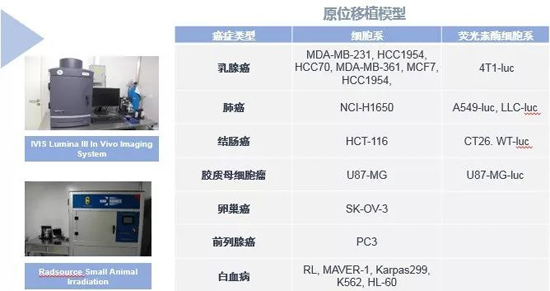 新宝GG药效学动物模子