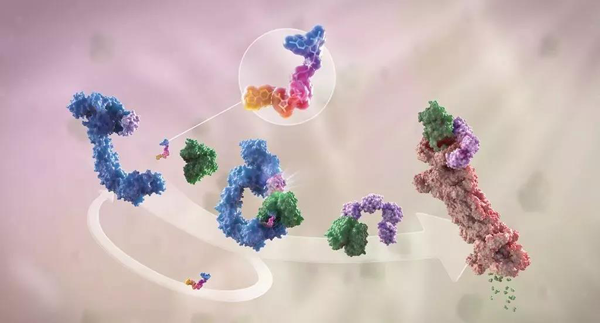 卵白降解剂（多色）连系了1个靶卵白（绿色）和1个E3泛素毗连酶（蓝色），，，驱动基于卵白酶体（橙色）的靶卵白泛素化（紫色）和降解。。。