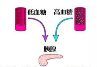 葡萄糖激酶(GK)与血糖稳态：糖尿病治疗靶点剖析