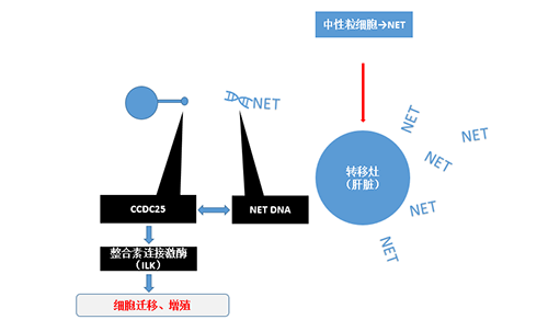 除了纯粹的捕获，，NET DNA与CCDC-25的连系还增强了癌细胞的侵袭行为，，增进了癌症的肝转移。。。