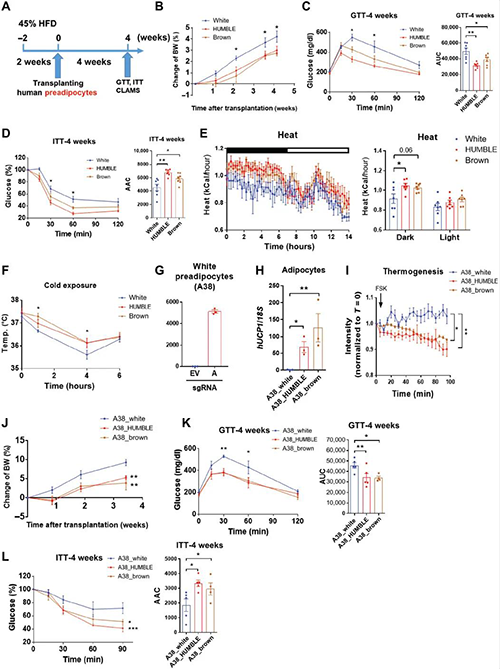 HUMBLE细胞增进小鼠葡萄糖代谢和生热