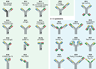 【云回首】理论、规则、实践，，，，三位一体解说双抗的生物剖析