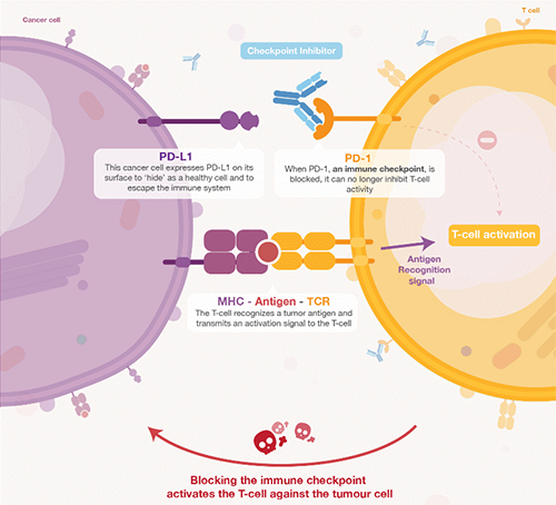 饿了吗？？？？饿一饿原来可以辅助PD-1抑制剂肿瘤免疫治疗 