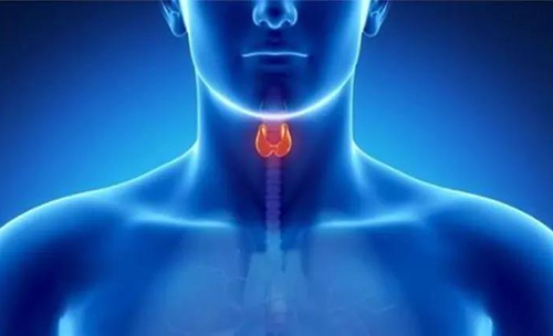 Science速递 | 揭开甲状腺的神秘面纱，，，，，，开启代谢药物新征程