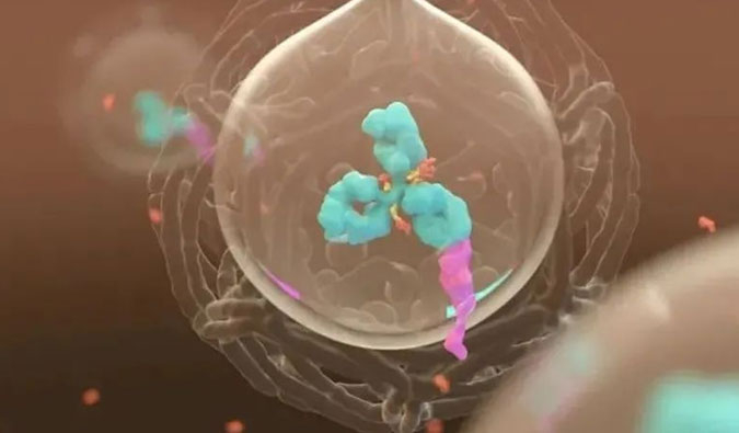 美研 | ADC，，，，，，为靶向给药而精准深耕