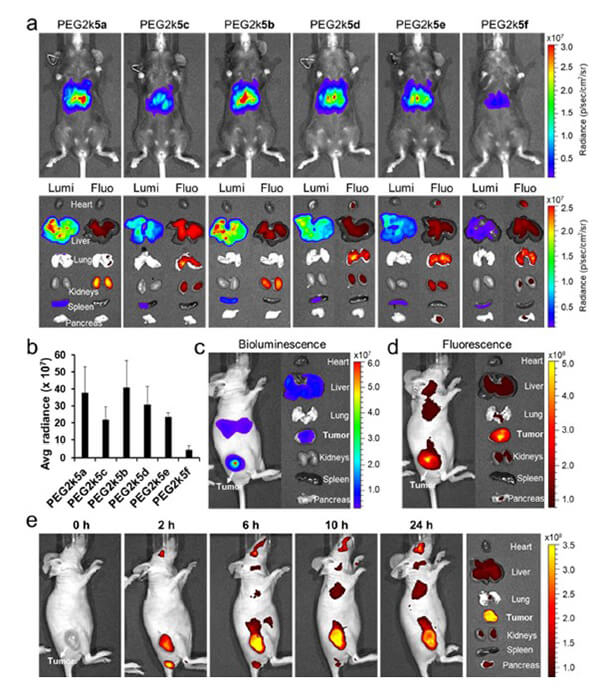 递送和NIR影像，，，，，Luc mRNA; Ⅳ and intra-tumoral.jpg
