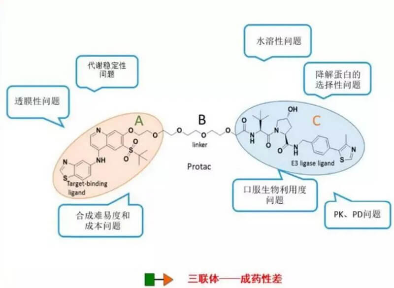 PROTAC分子量较大，，，，消融性较差.jpg