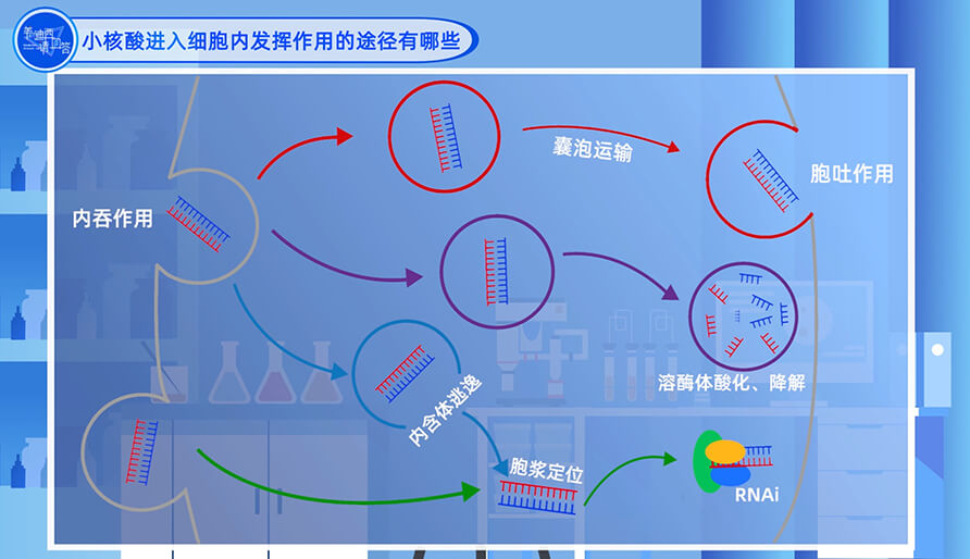 小核酸进入细胞内施展作用的途径有哪些？？？？