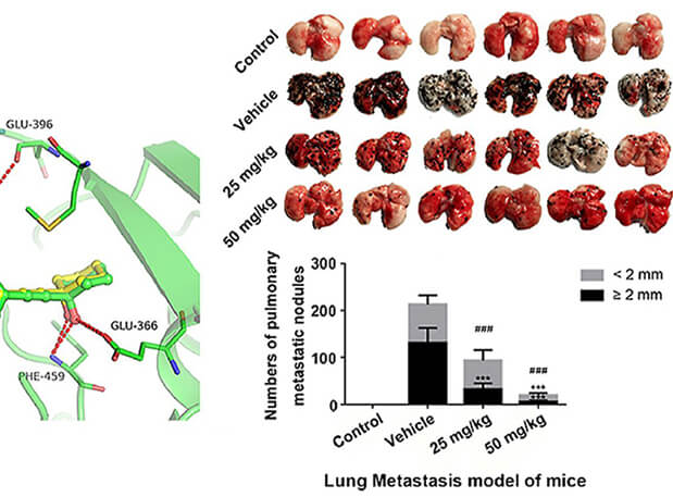 研究用于肺癌和玄色素瘤细胞肺转移的选择性PAK4抑制剂的合成，，，此选择性PAK4抑制剂的PK研究通过新宝GG举行