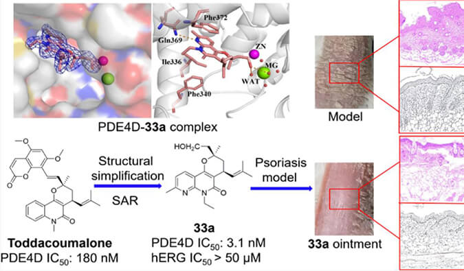 发明用于局部治疗牛皮癣的新型PDE4抑制剂，，，小鼠、大鼠和人肝微粒体的代谢稳固性实验通过新宝GG测定