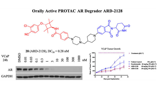 ARD-2128是一种PROTAC AR降解剂，，，，，，具有精彩的血浆和微粒体稳固性，，，，，，本研究中体外稳固性和PK研究通过新宝GG举行