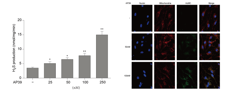 AP39是一种新合成的线粒体靶向的H2S供体，，，，本研究中AP39通过新宝GG设计和合成