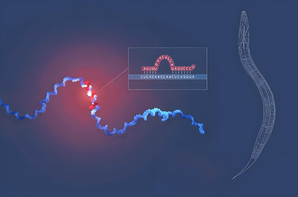 miRNA成诺贝尔奖明星分子，，，，新宝GG正全速赋能核酸药物研发