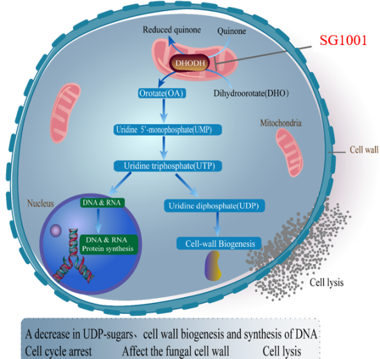 新宝GG祝贺祥根生物立异药SG1001完成首例受试者给药