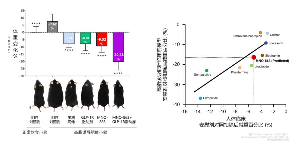 4周降低近10%体重！新宝GG助力慕恩生物MNO-863活菌生物药获批临床