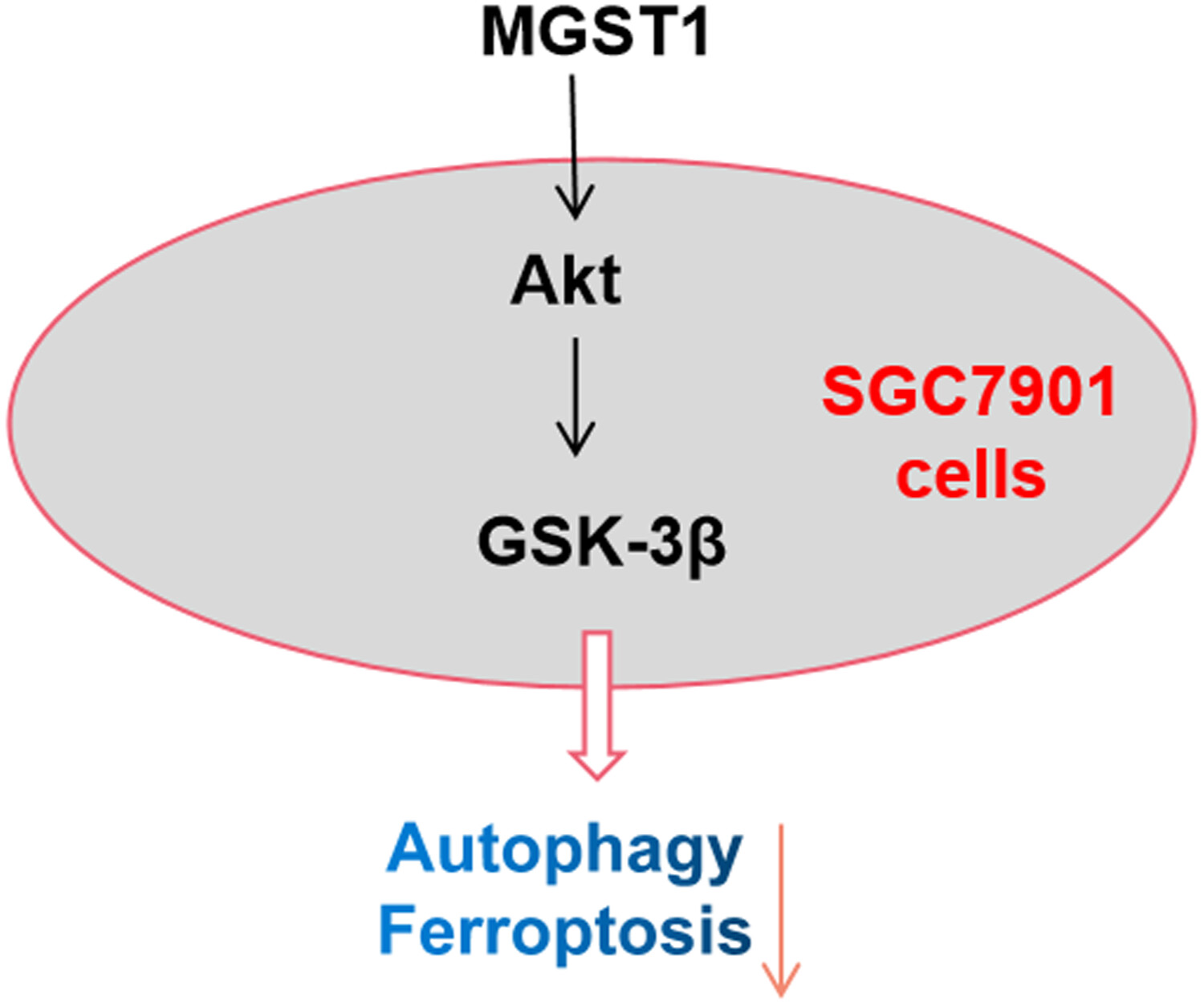 MGST1过表达通过激活Akt/GSK-3β信号通路诱导胃癌细胞增殖，，，本研究中MGST1过表达等体外实验通过新宝GG举行