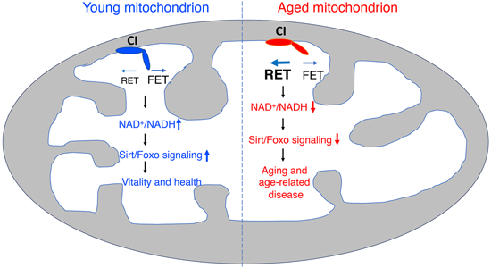 特异性RET抑制剂CPT可改善阿尔茨海默。。。，，本研究中CPT由新宝GG化学部分合成