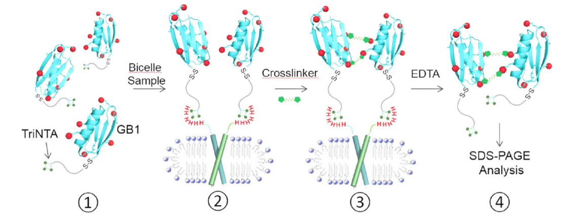 跨膜结构域寡聚体的结构测定新要领，，，其中TriNTA通过新宝GG合成