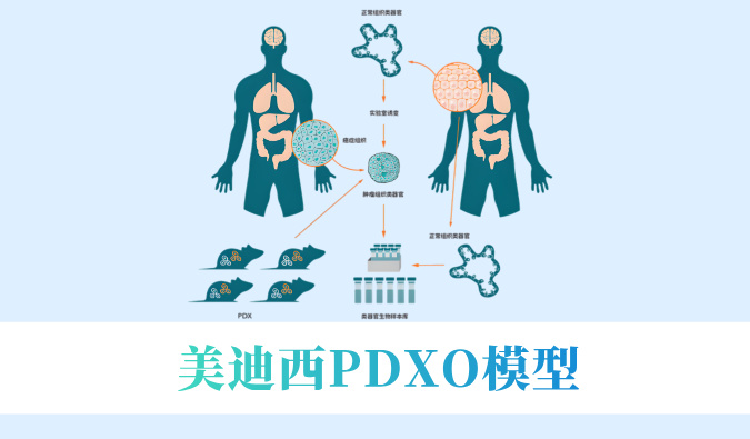 实验猴要退场。？？？？肿瘤研发何去何从？？？？看新宝GGPDXO模子怎样接棒
