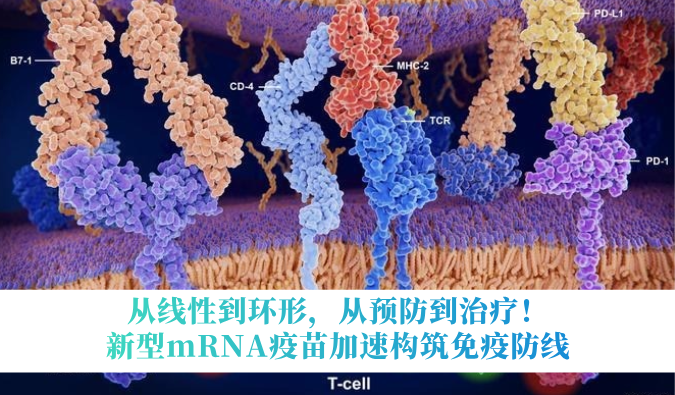 从线性到环形，，，，，，从预防到治疗！新型mRNA疫苗加速修建免疫防线